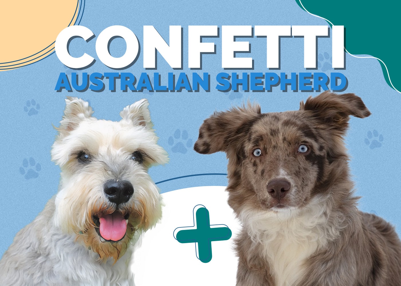 Confetti Australian Shepherd (Mini Schnauzer & Aussie Shepherd