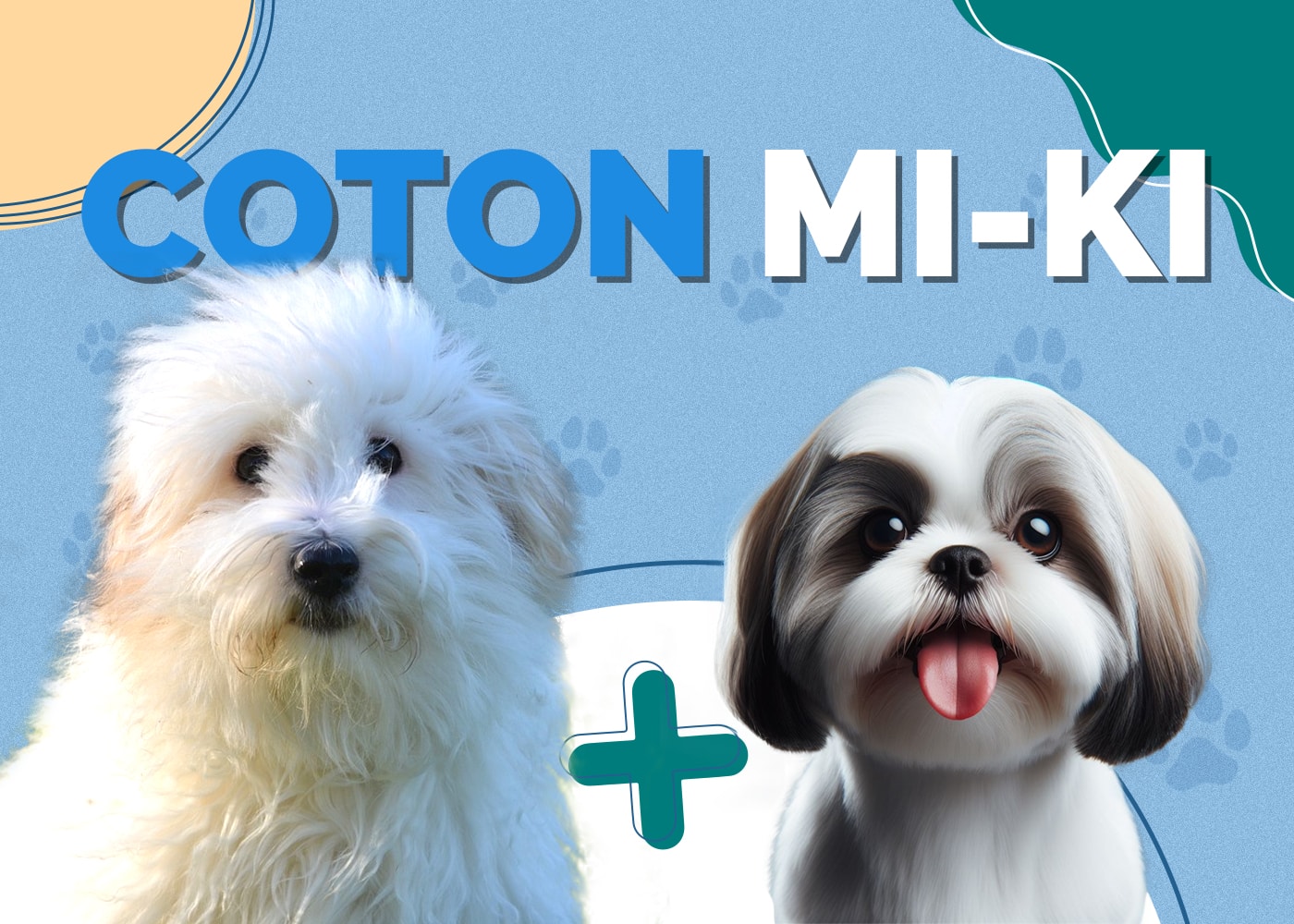 Coton Mi-Ki Dog
