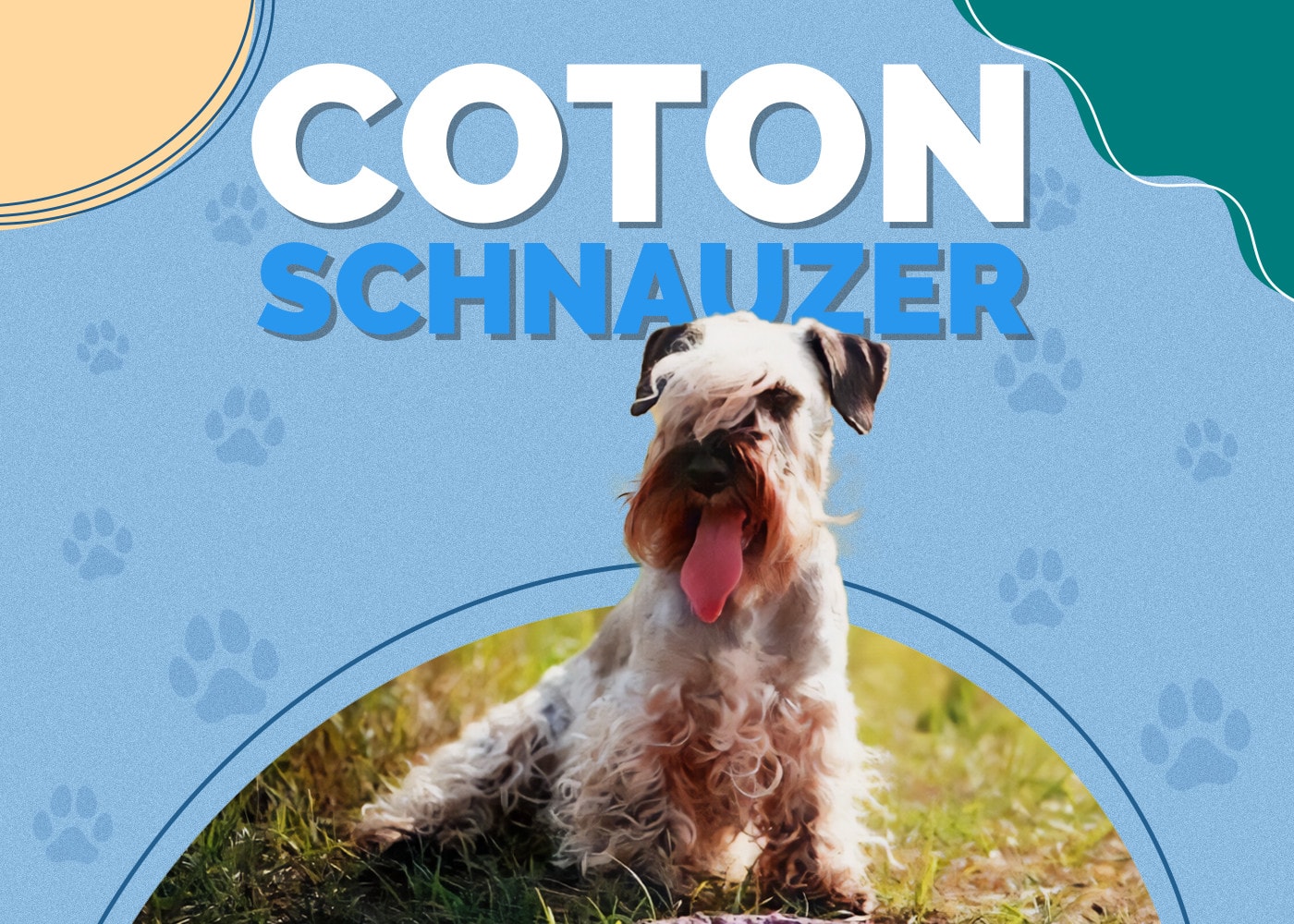 Coton Schnauzer (Coton de Tulear & Miniature Schnauzer Mix)