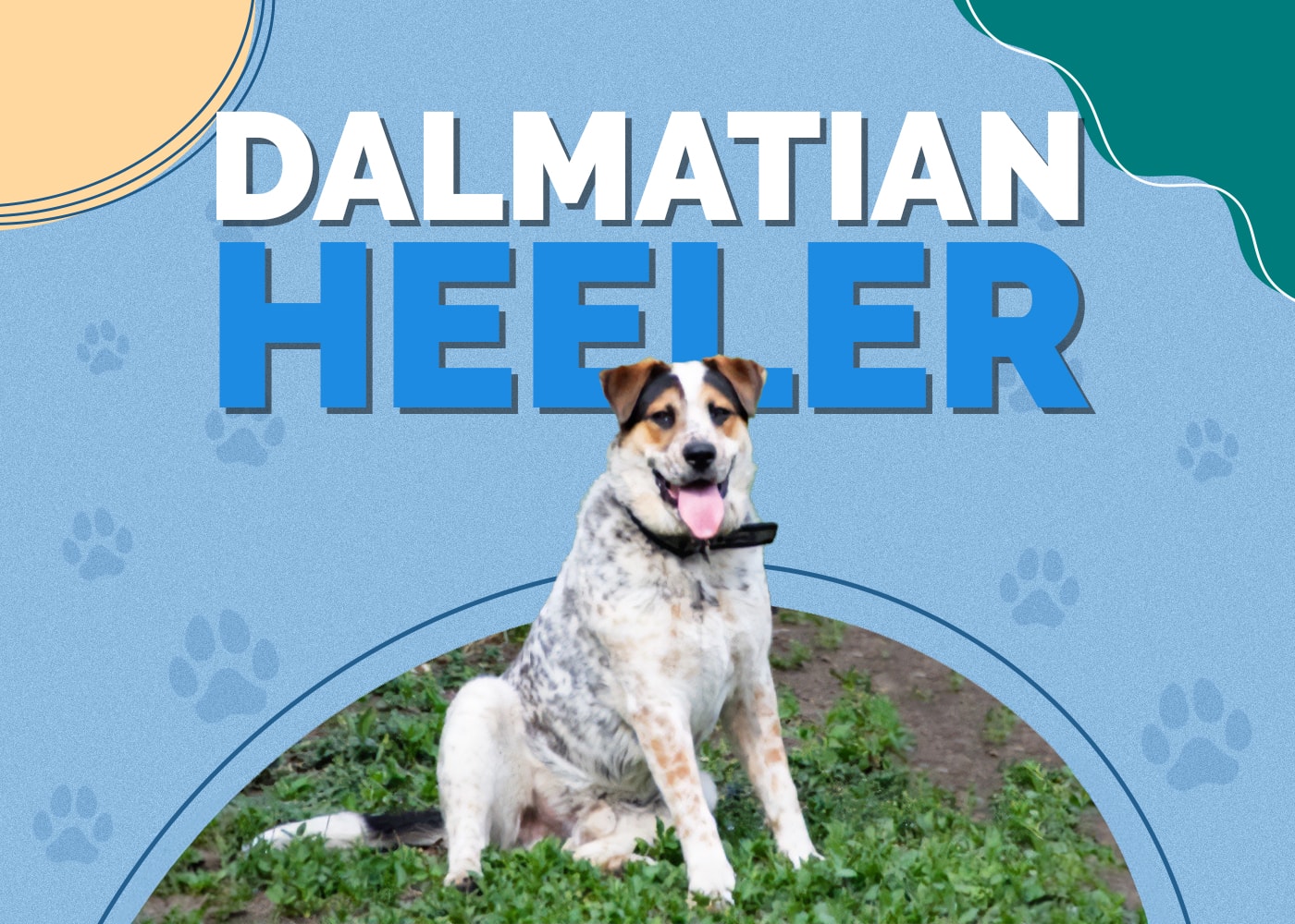 Dalmatian Heeler (Dalmatian & Blue Heeler Mix)