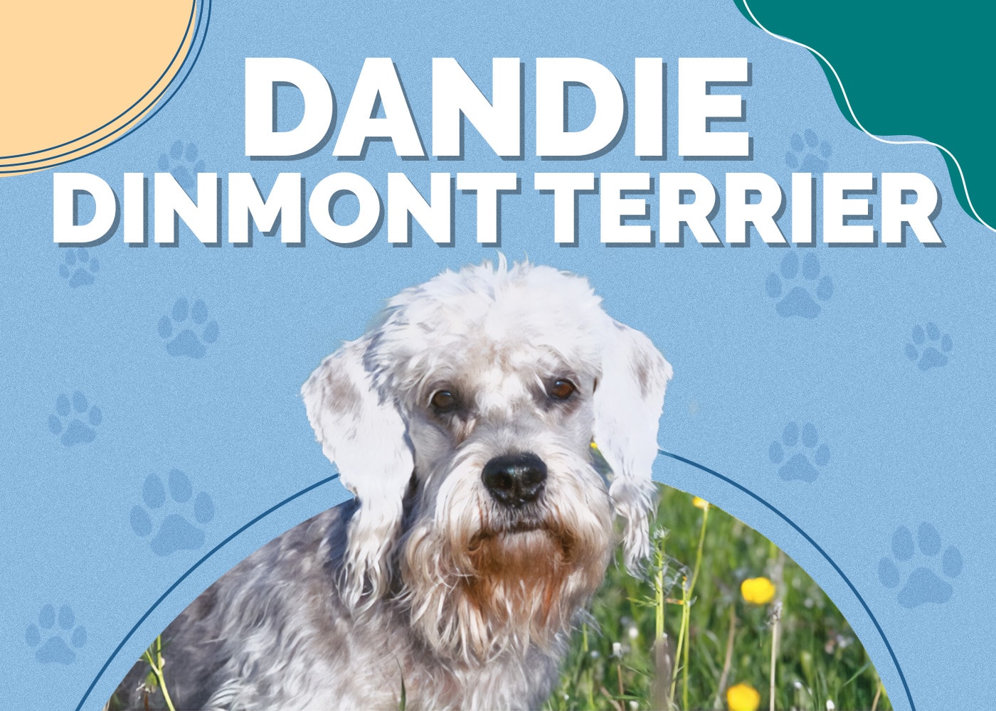 Dandie Dinmont Terrier
