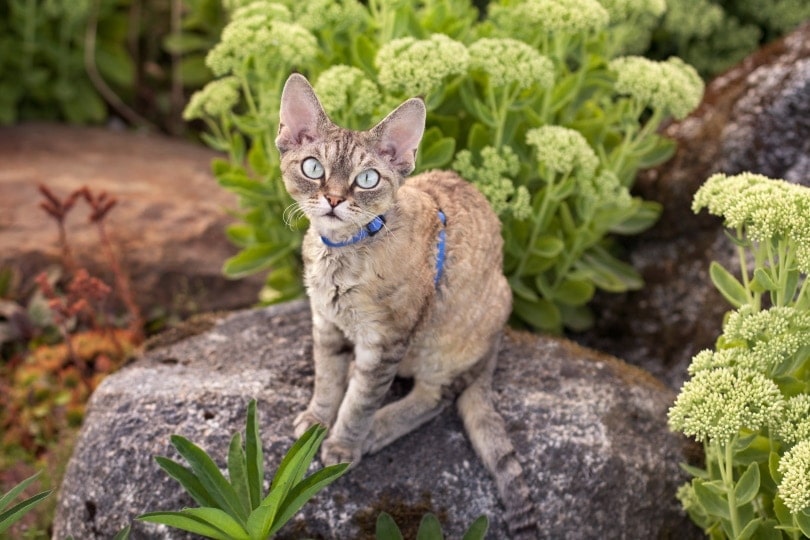 Devon rex cat in the garden Devon rex cat in the garden