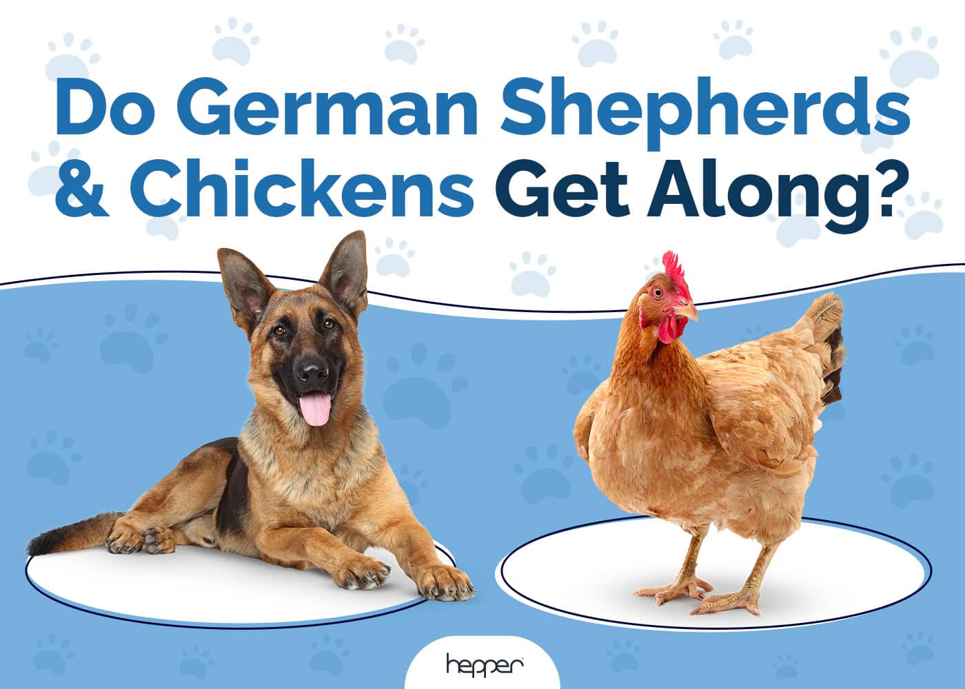 Do German Shepherds Get Along With Chickens Compatibility Facts FAQ Hepper