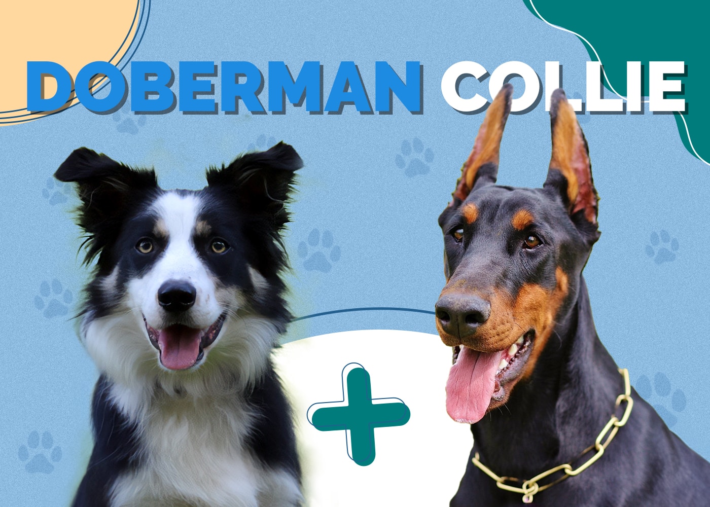 Doberman Collie (Doberman Pinscher & Border Collie Mix)