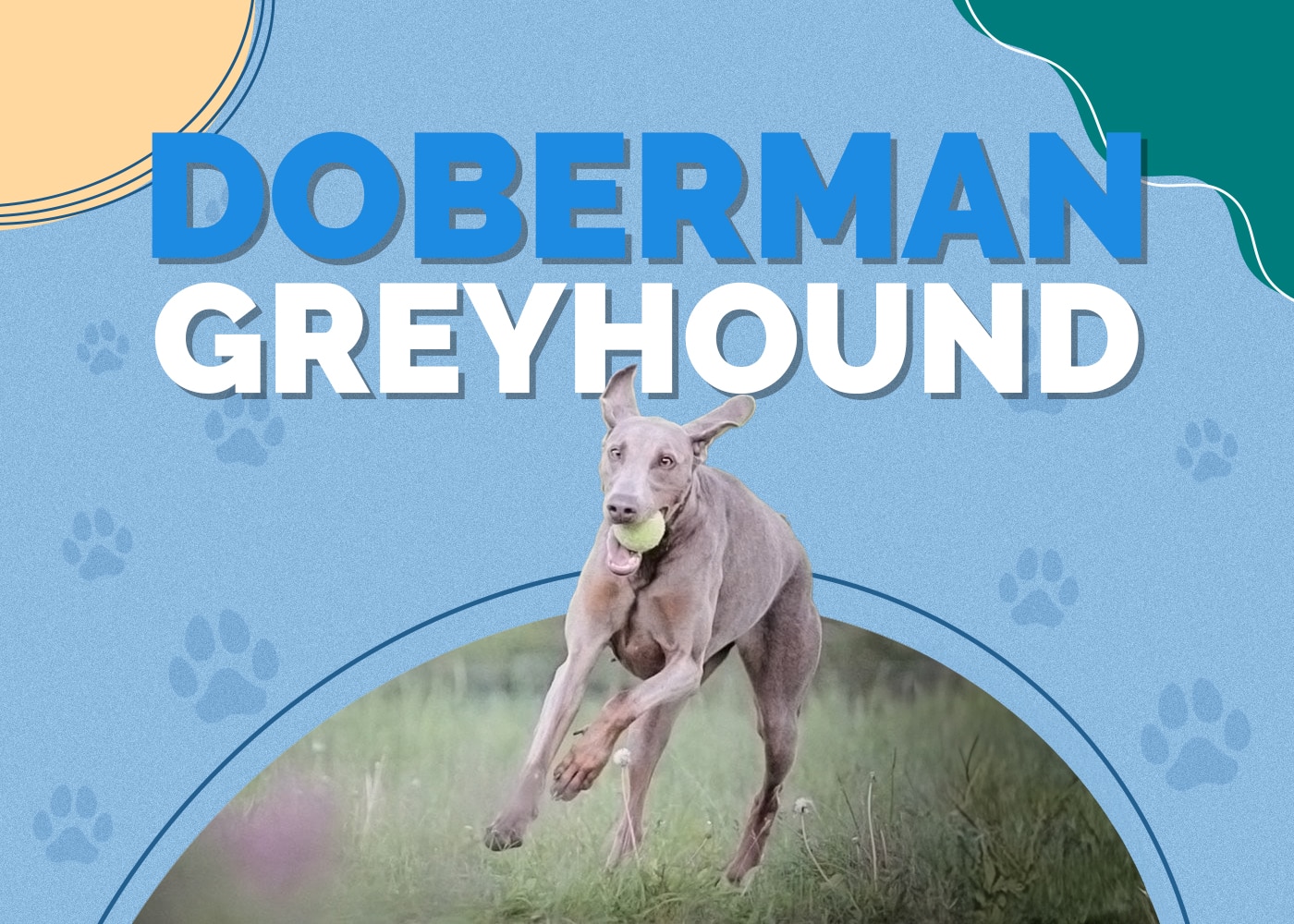 Doberman Greyhound (Doberman Pinscher & Greyhound Mix)