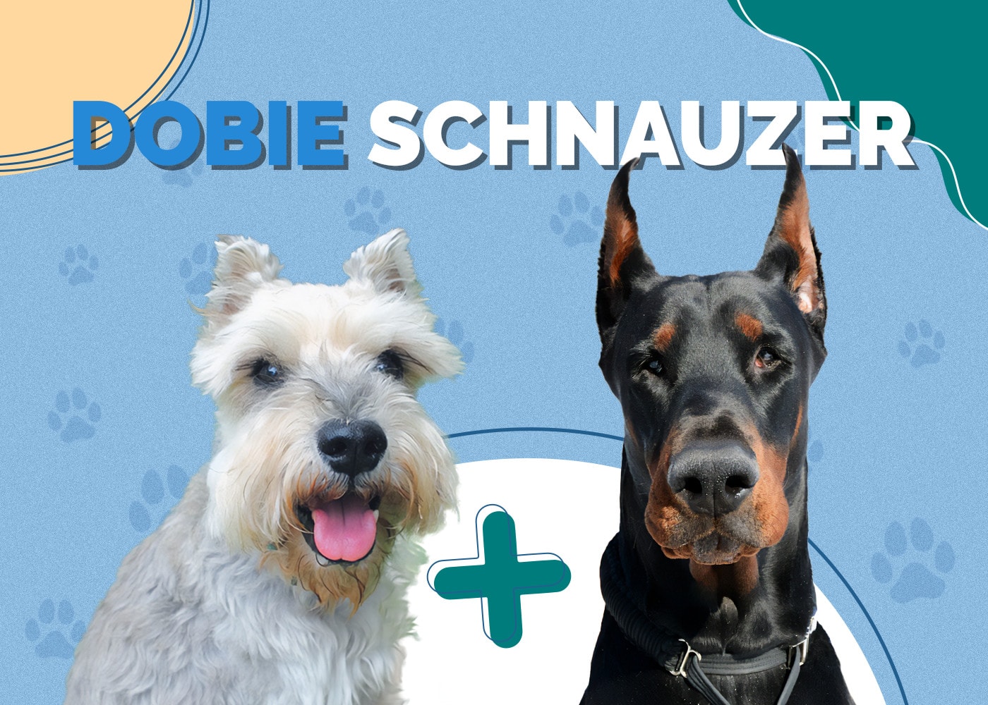 Dobie Schnauzer (Dobermann Pinscher & Standard Schnauzer Mix)