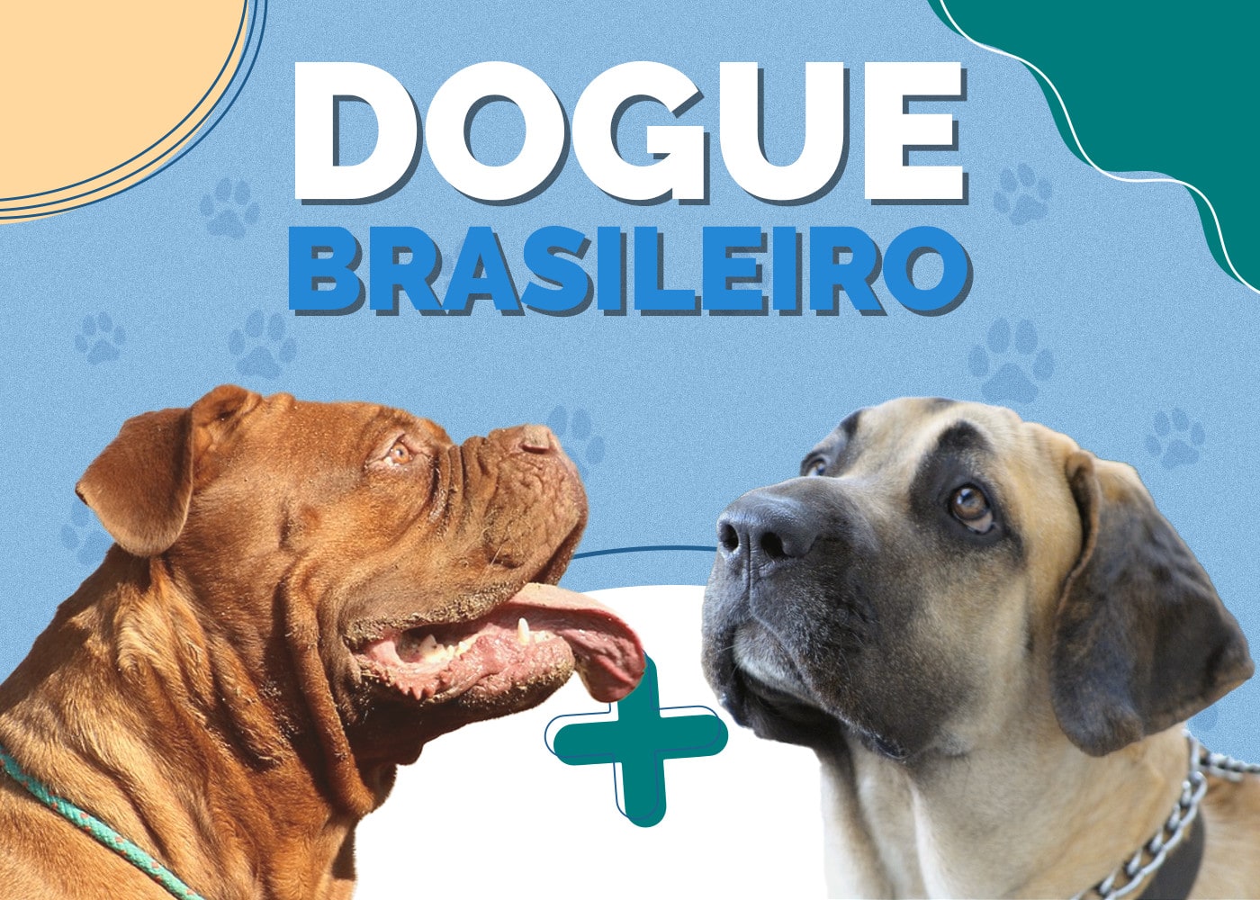 Dogue Brasileiro