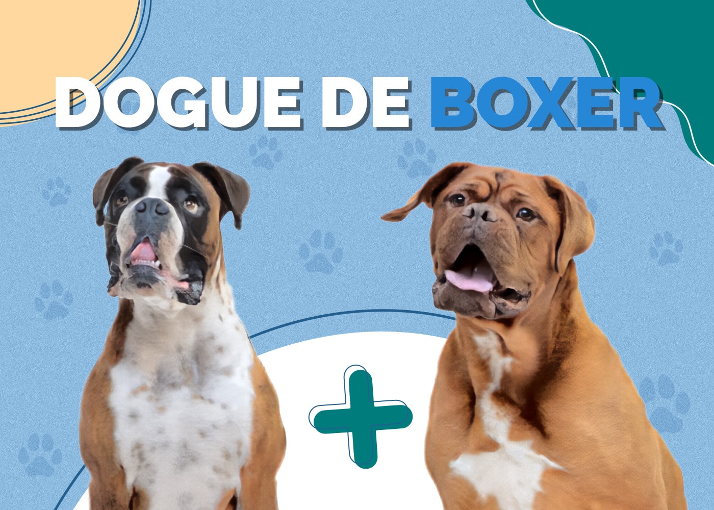 Dogue De Boxer (Boxer & Dogue De Bordeaux Mix)