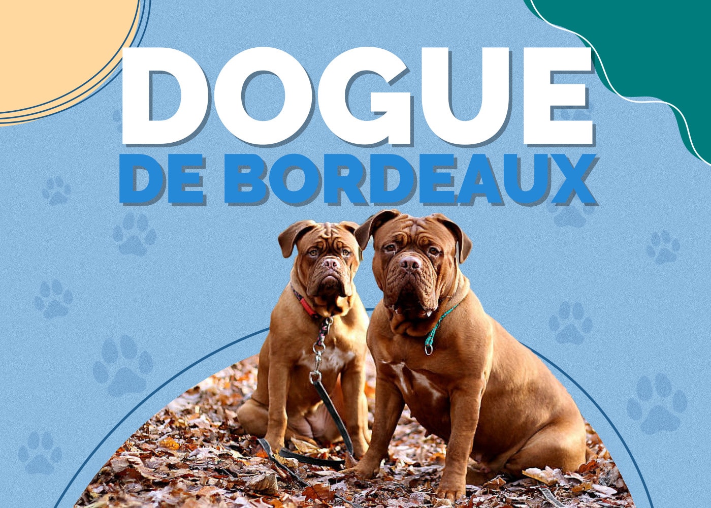 Dogue de Bordeaux Dog