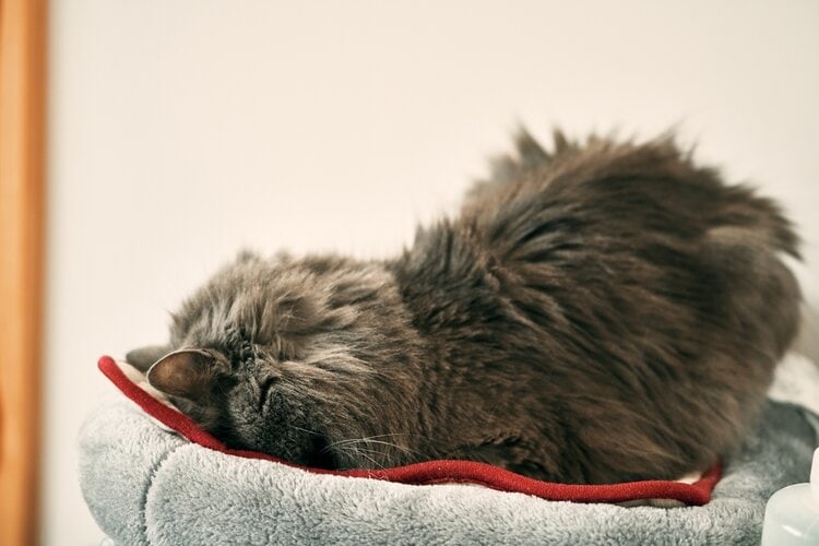 Domestic-grey-cat-sleeps-indoors meatloaf position face down