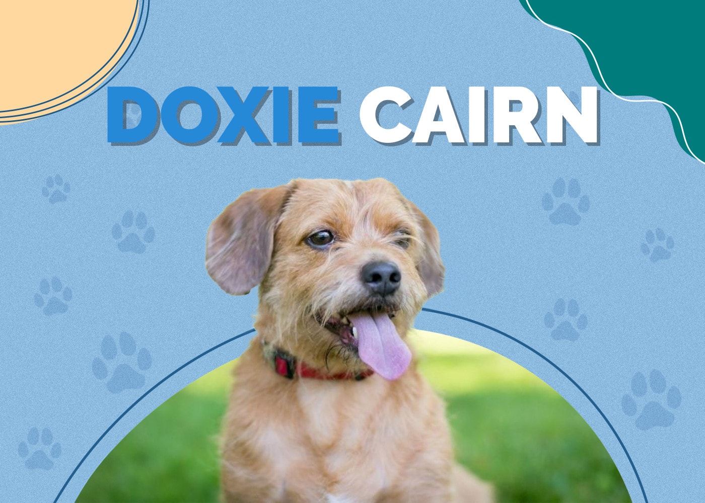 Doxie Cairn (Cairn Terrier & Dachshund Mix)