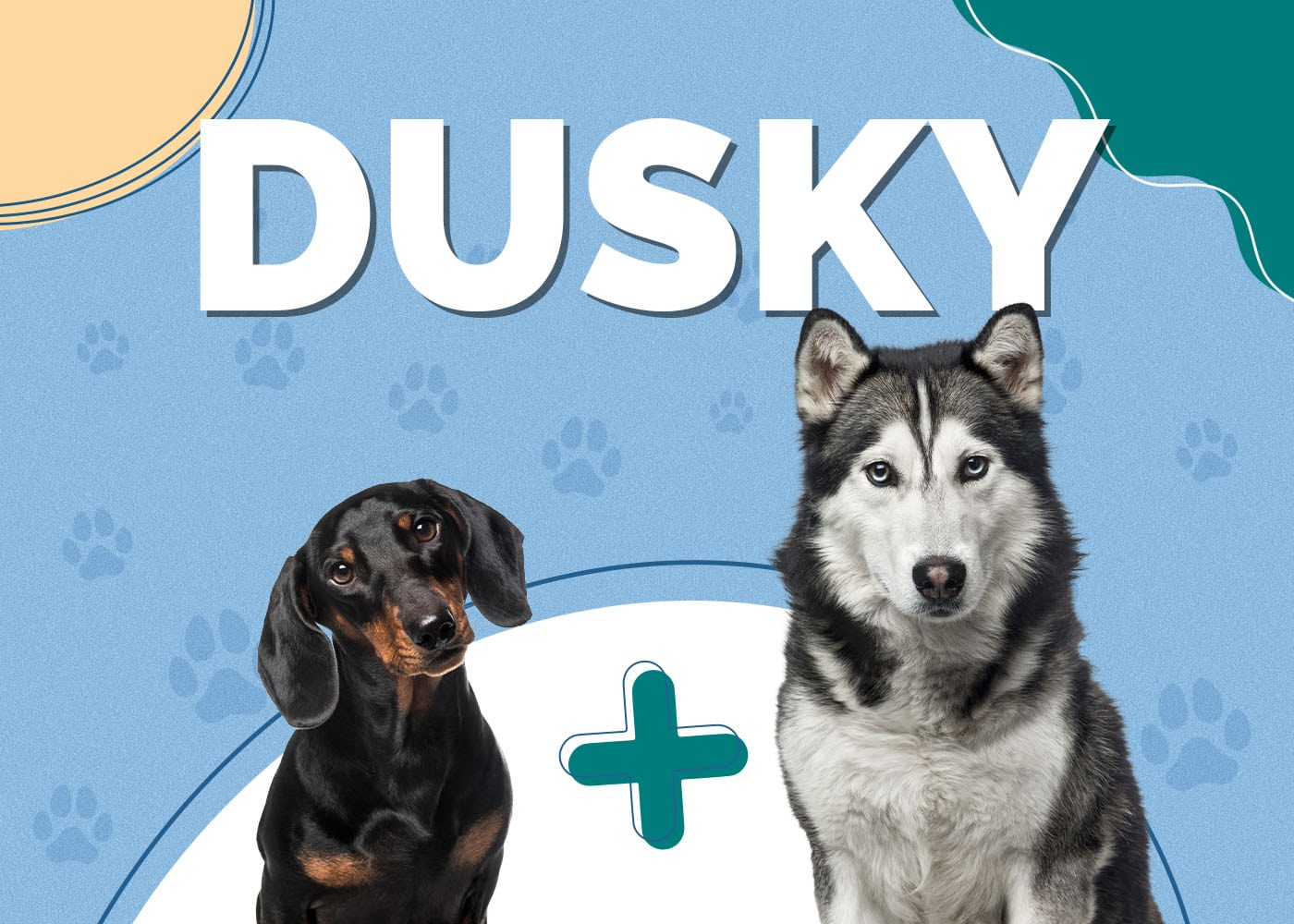 Dusky (Dachshund & Siberian Husky Mix)