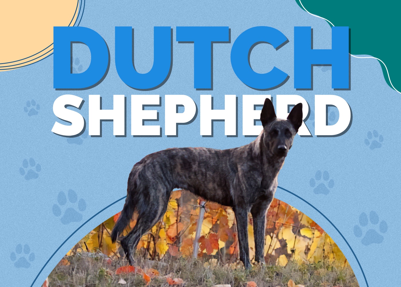 Dutch Shepherd