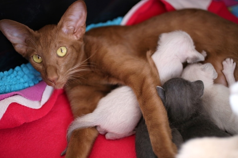 Egyptian cat nursing her kittens
