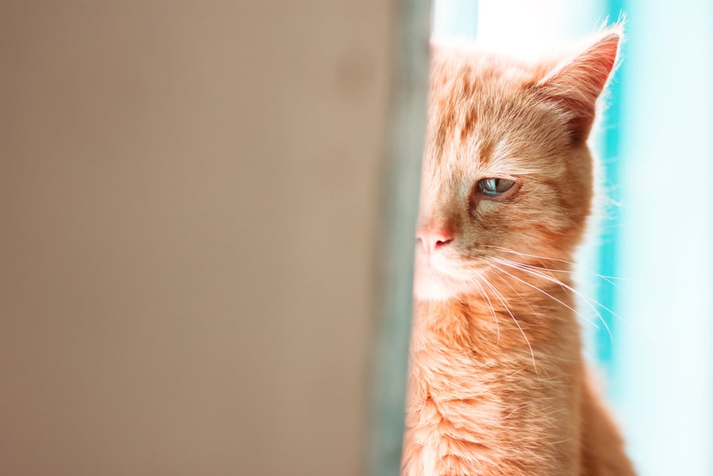 Emotional crying cat in tears