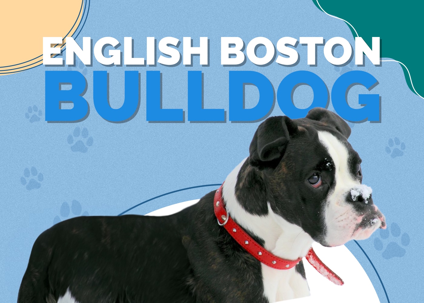 English Boston-Bulldog (English Bulldog & Boston Terrier Mix)