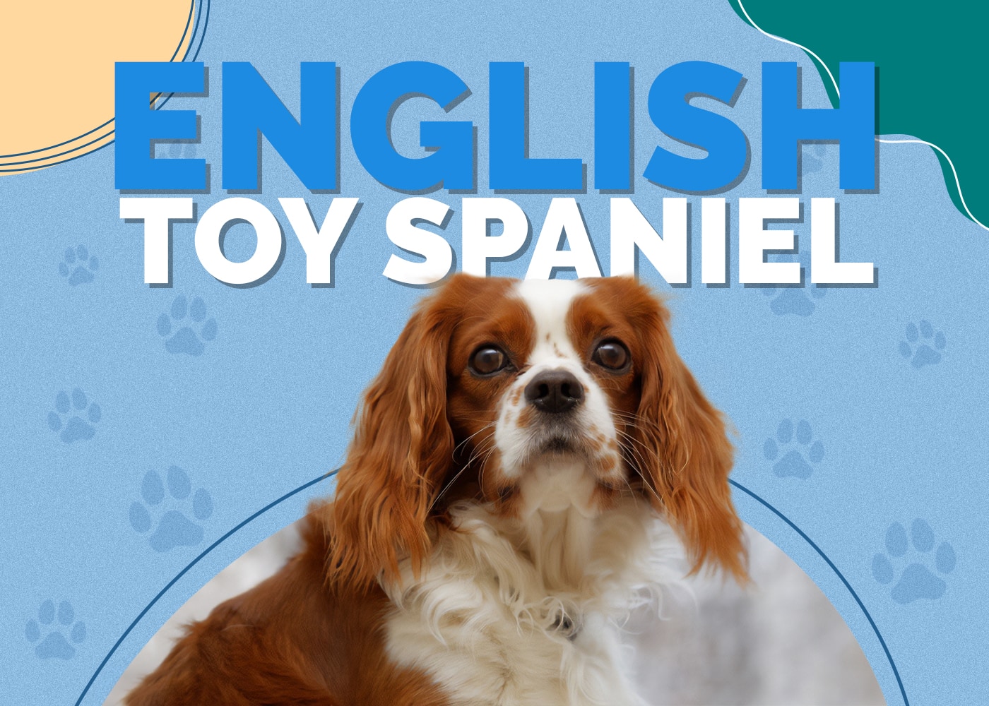 English Toy Spaniel