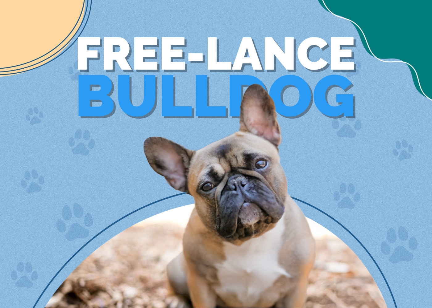 Free-Lance Bulldog (Bulldog & French Bulldog Mix)