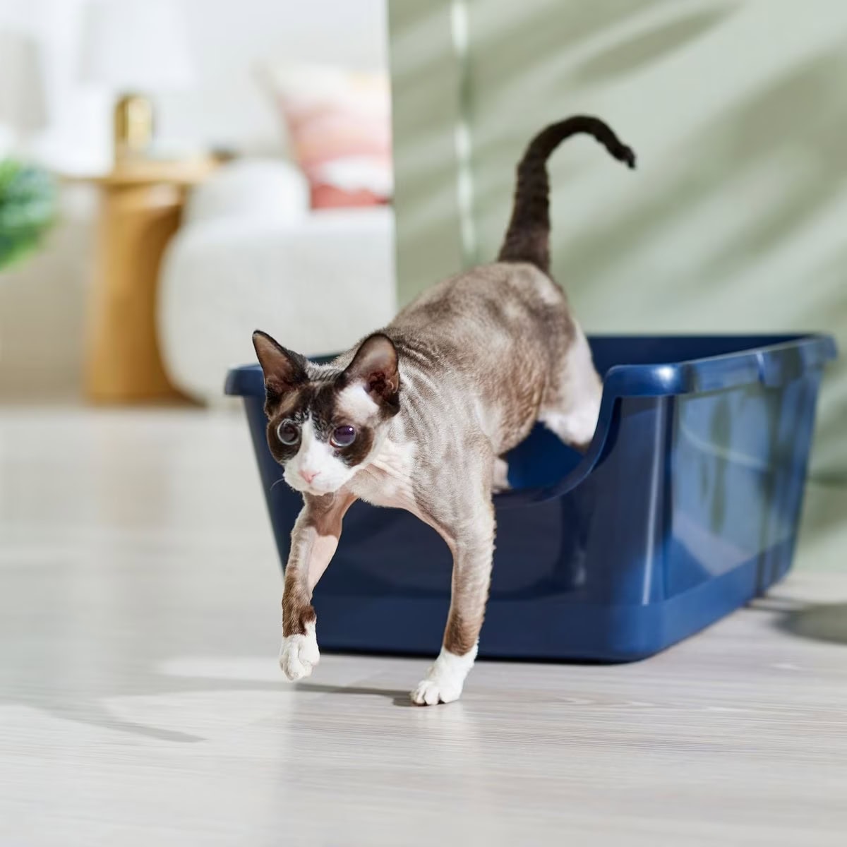 Frisco High Sided XL Cat Litter Box new
