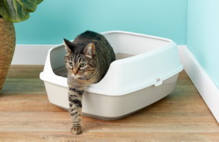 Frisco Open Top Cat Litter Box