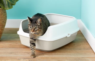 geriatric cat litter box