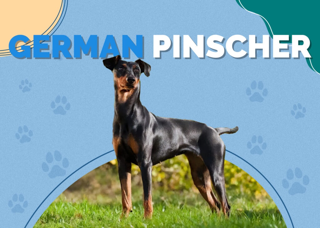 German Pinscher Dog