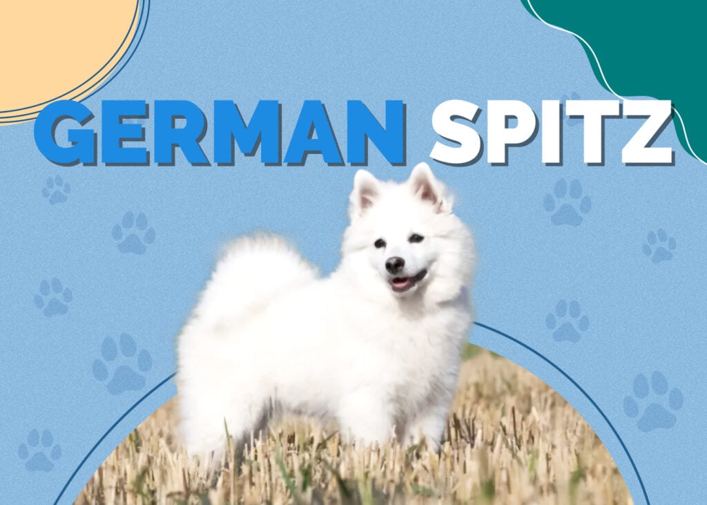 German Spitz