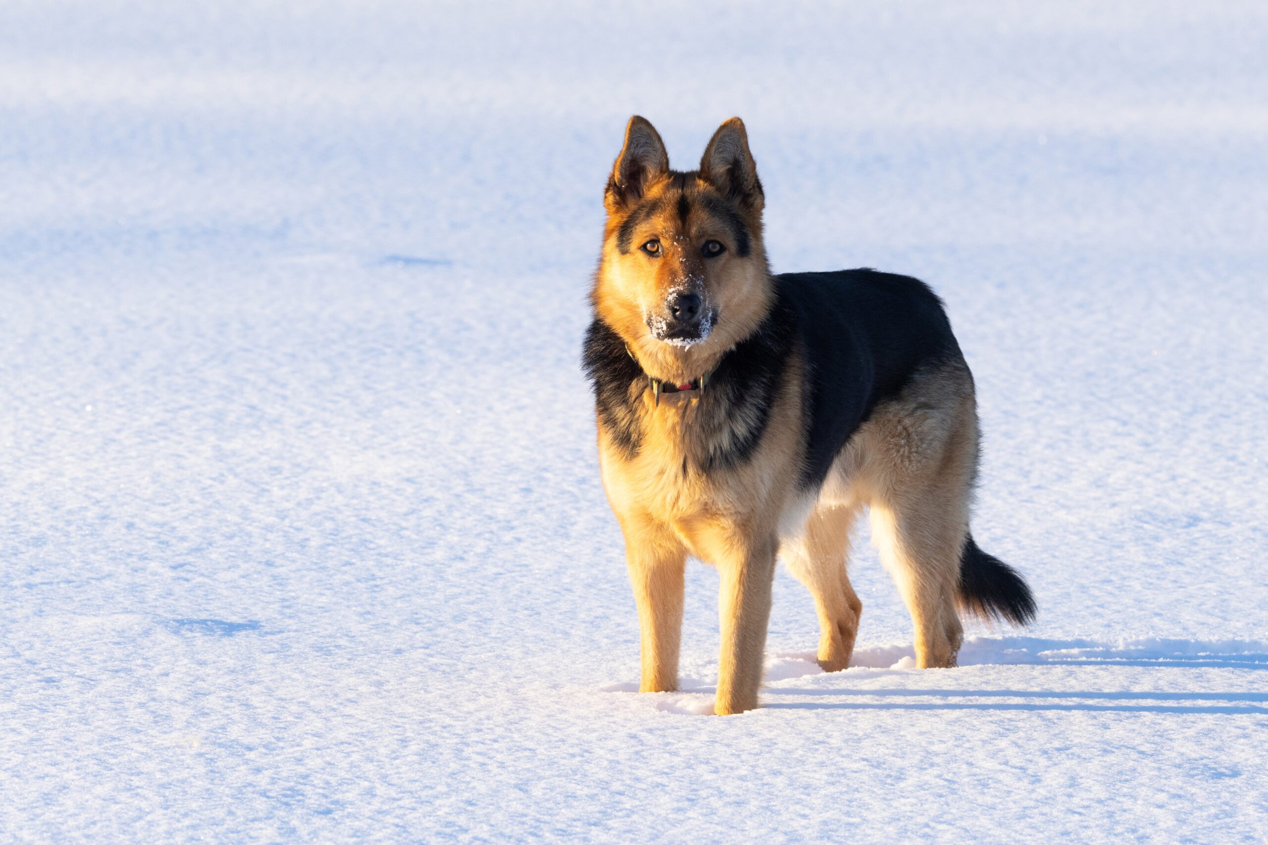 Do German Shepherds Get Cold Outside? Breed Facts & FAQ Hepper