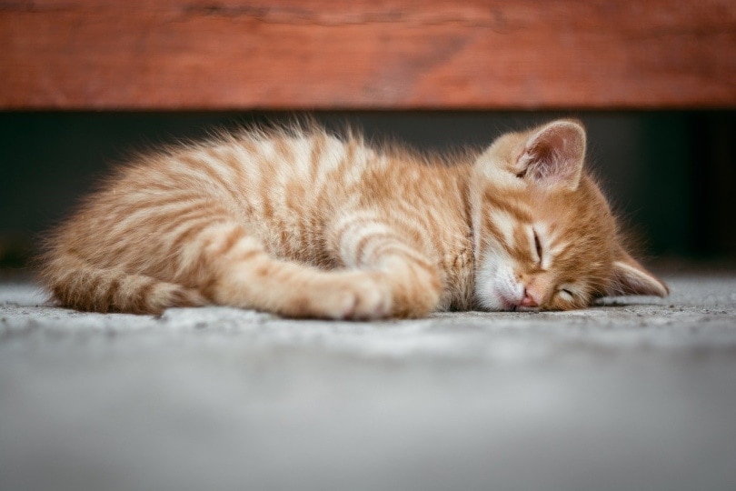 Ginger kitten sound asleep