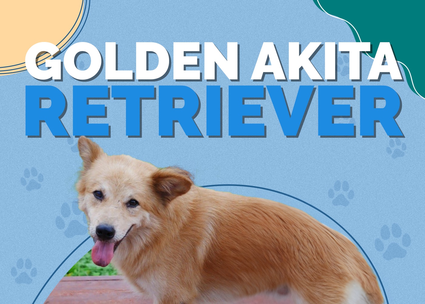 Golden Akita Retriever (Golden Retriever & Akita Mix)