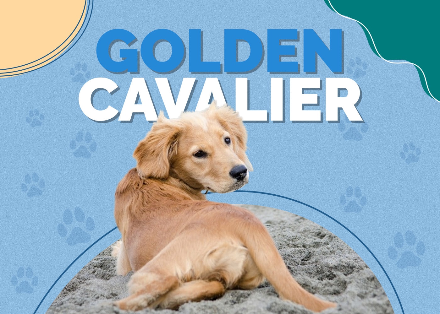 Golden Cavalier (Golden Retriever & Cavalier King Charles Mix)