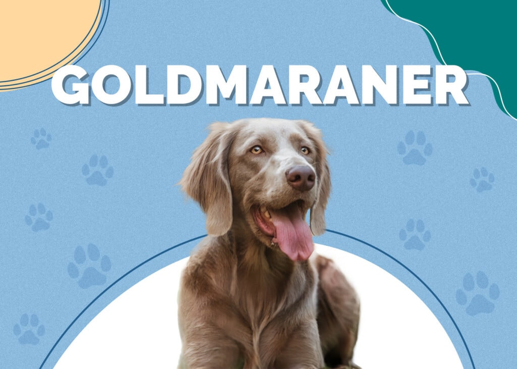 Goldmaraner (Golden Retriever & Weimaraner Mix)