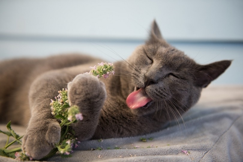 Gato tumbado, lamiendo una rama de hierba gatera.