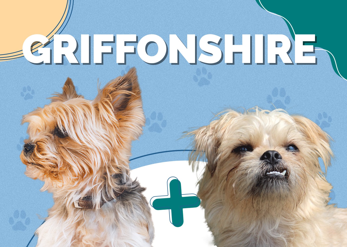 Griffonshire (Brussels Griffon & Yorkie Mix)