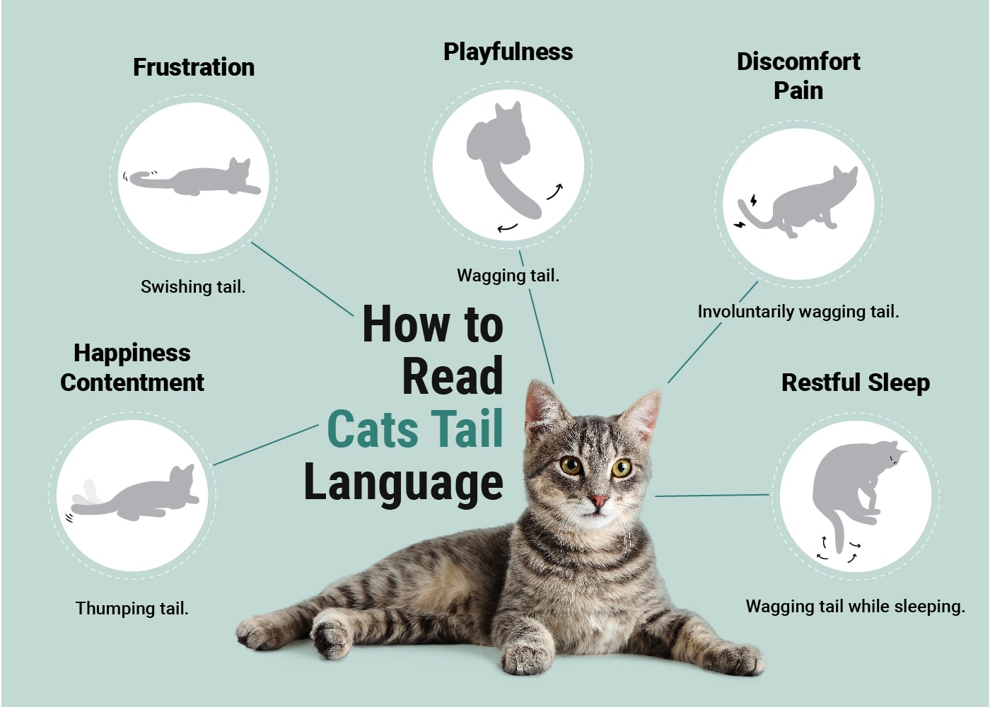 Why Do Cats Wag Their Tails While Lying Down? 5 Reasons Explained | Hepper