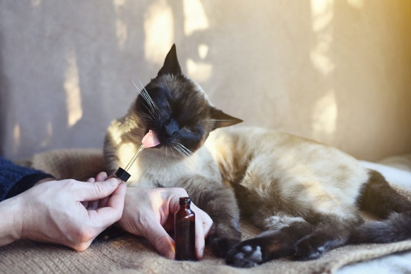 Human giving CBD Oil to cat