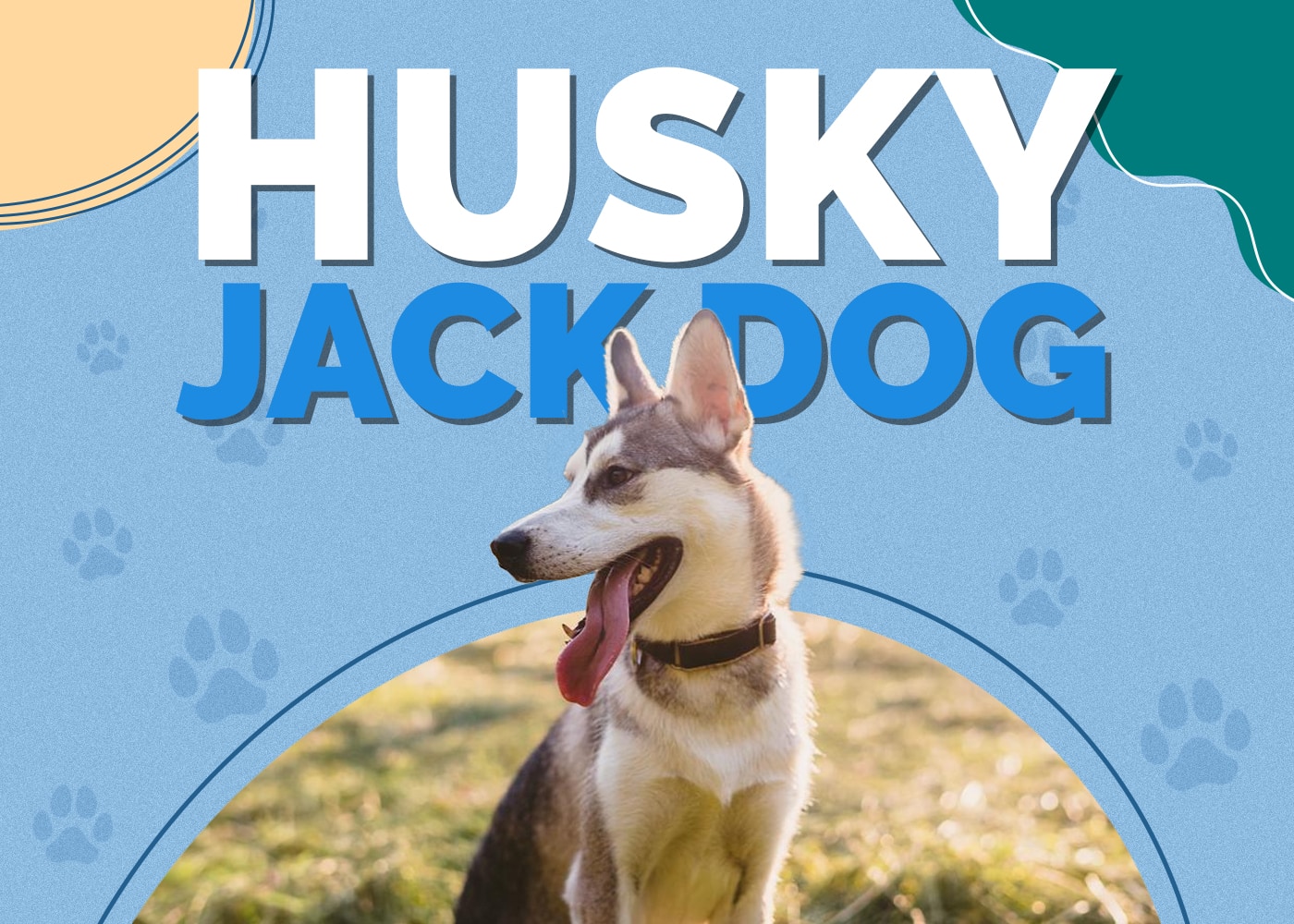 Husky Jack Dog (Siberian Husky & Jack Russell Terrier Mix)