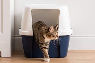 10 Best Litter Boxes for Messy Cats - 2022 Reviews & Top Picks 