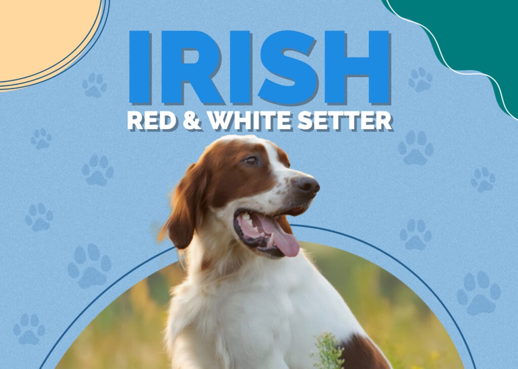 Irish Red and White Setter Breed
