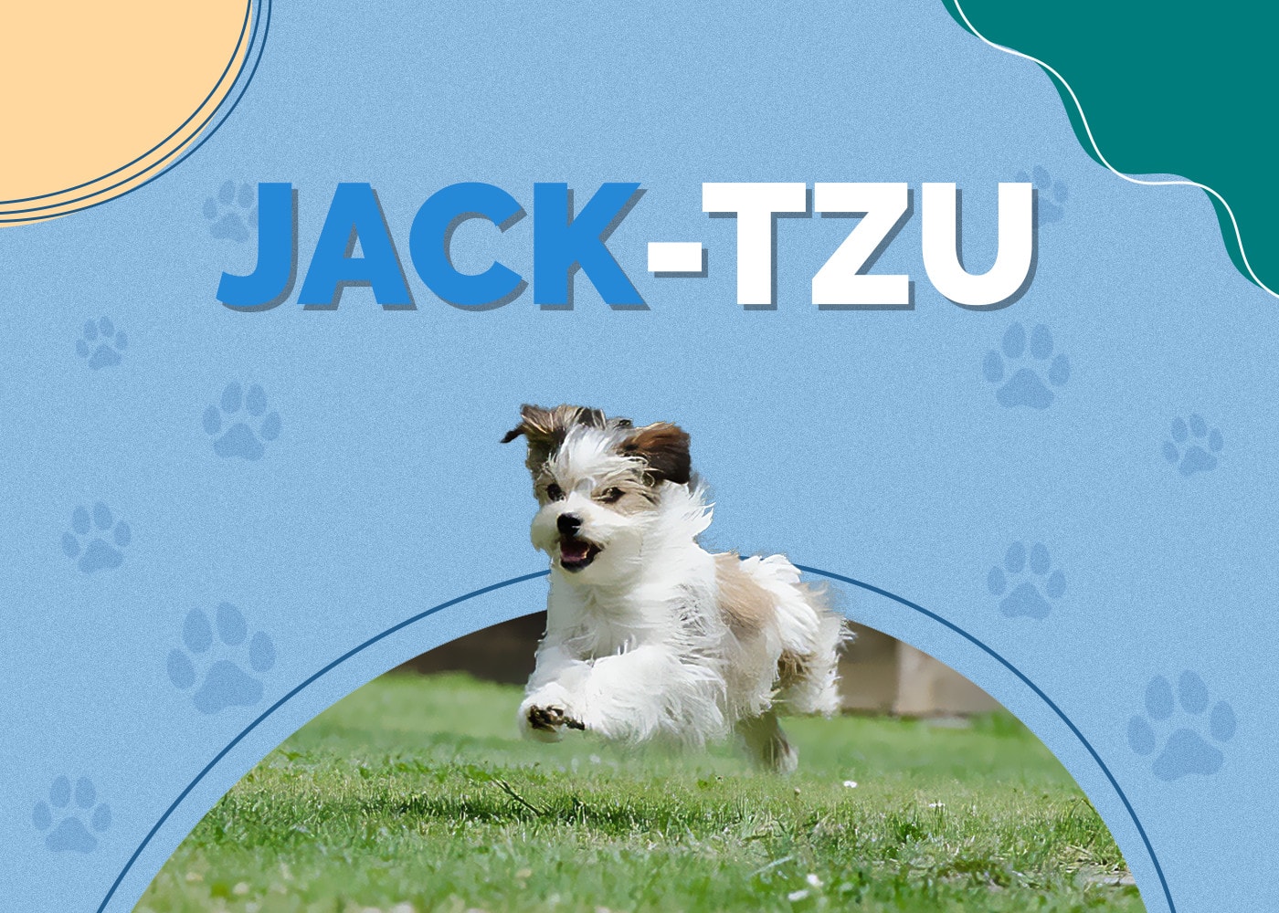 Jack-Tzu (Jack Russell & Shih-Tzu Mix)