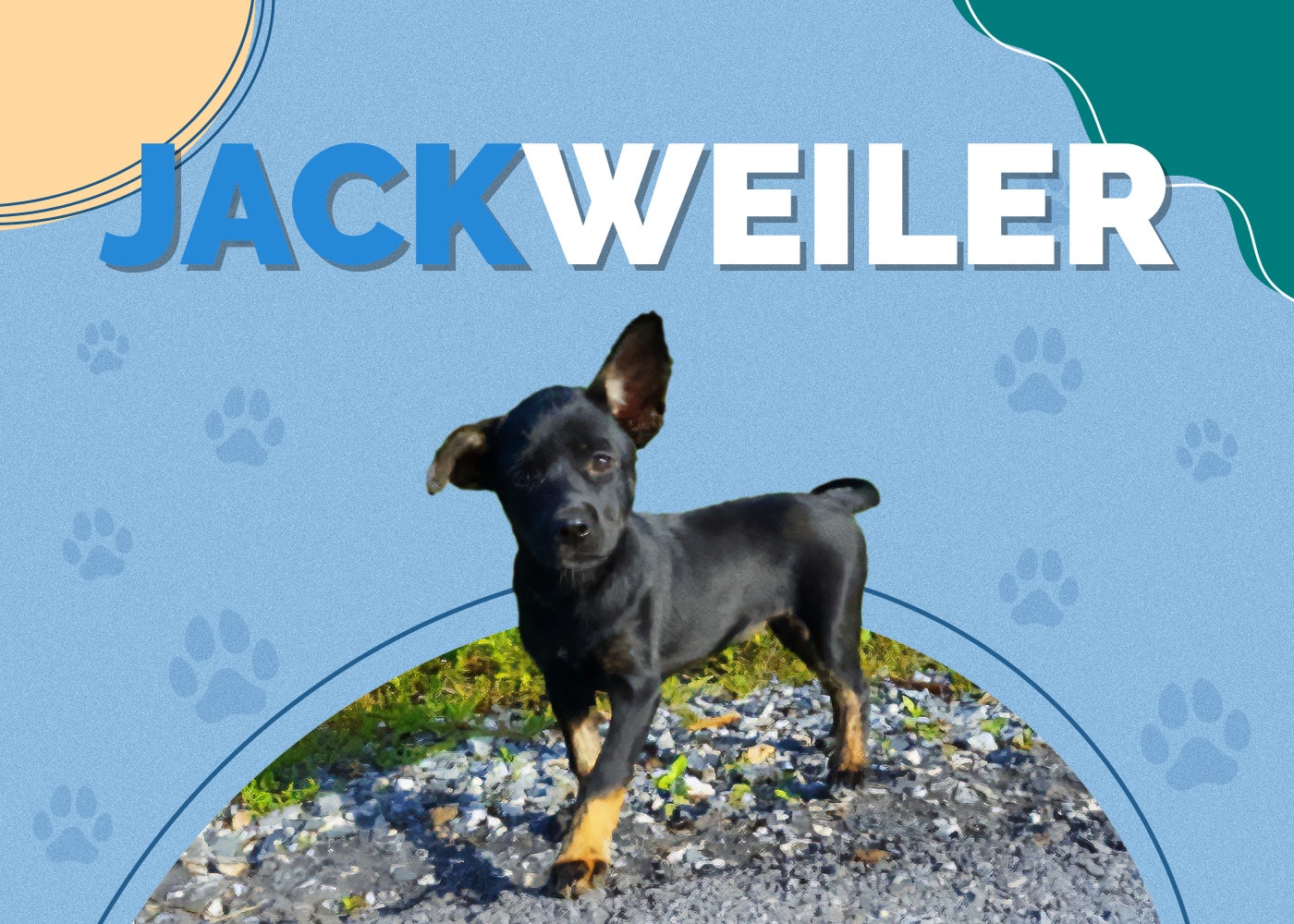Jackweiler (Jack Russell Terrier & Rottweiler Mix)