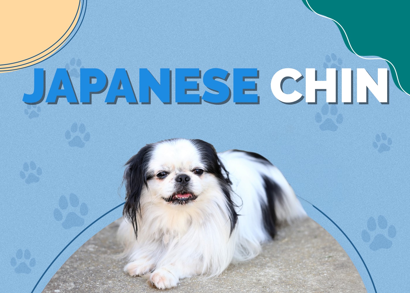 Japanese Chin Dog