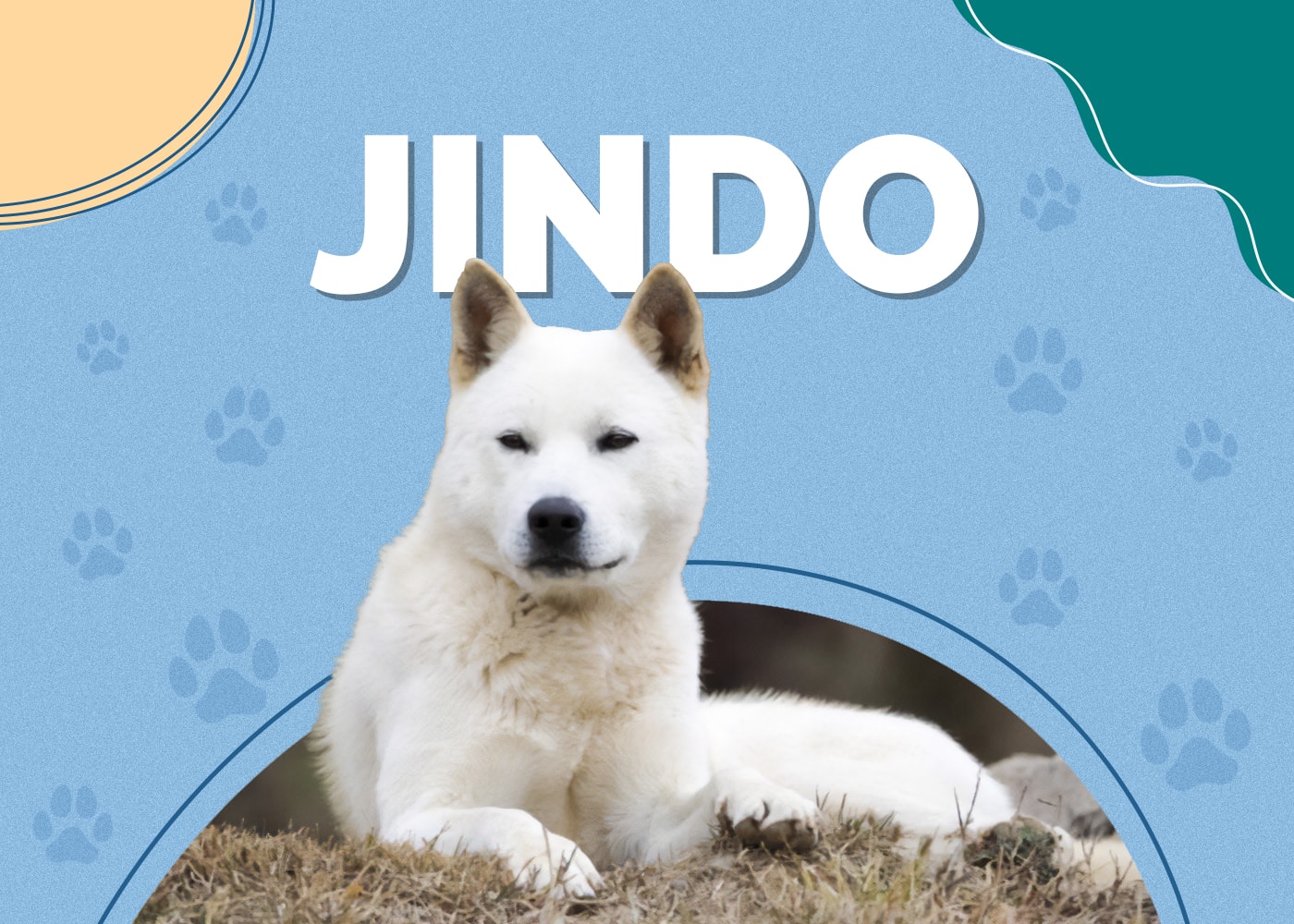 Jindo Dog