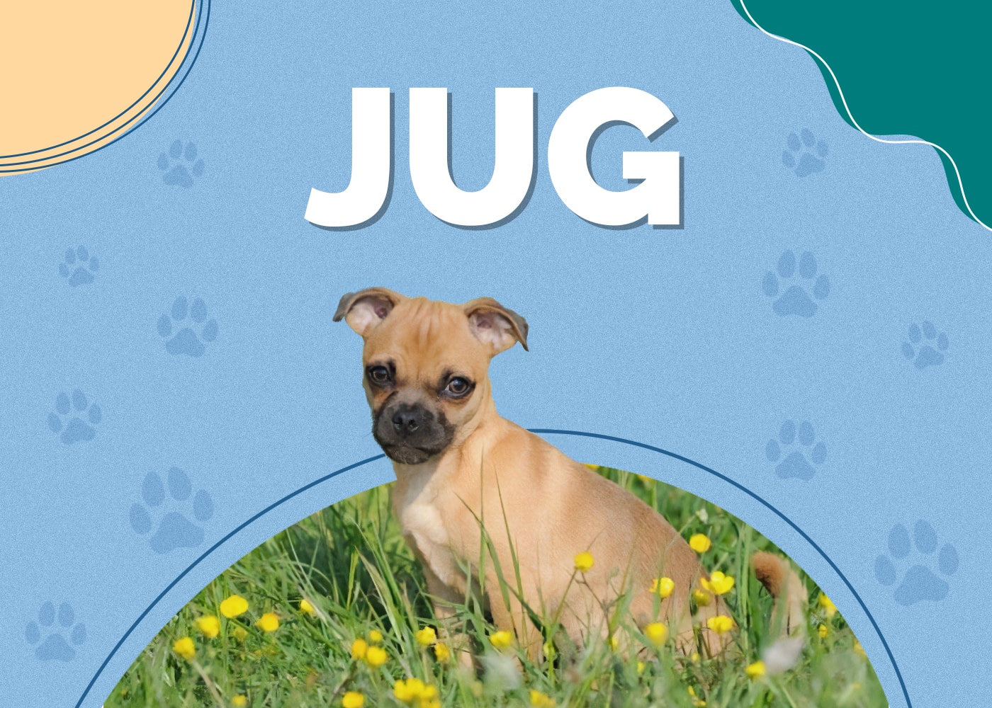 Jug (Jack Russell Terrier & Pug Mix)