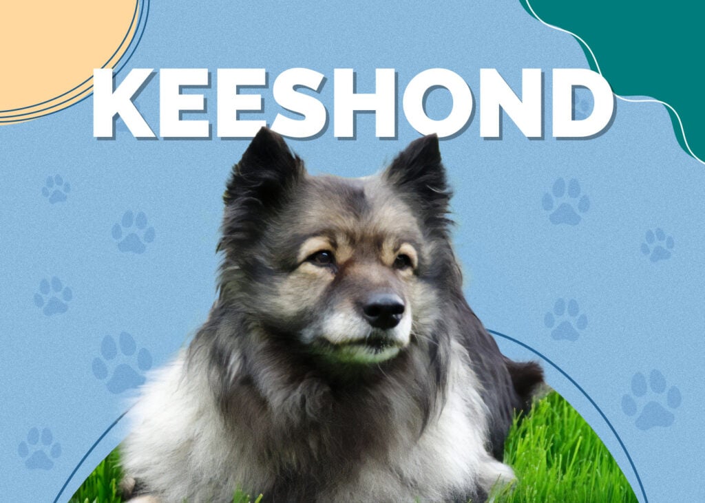 Keeshond Dog