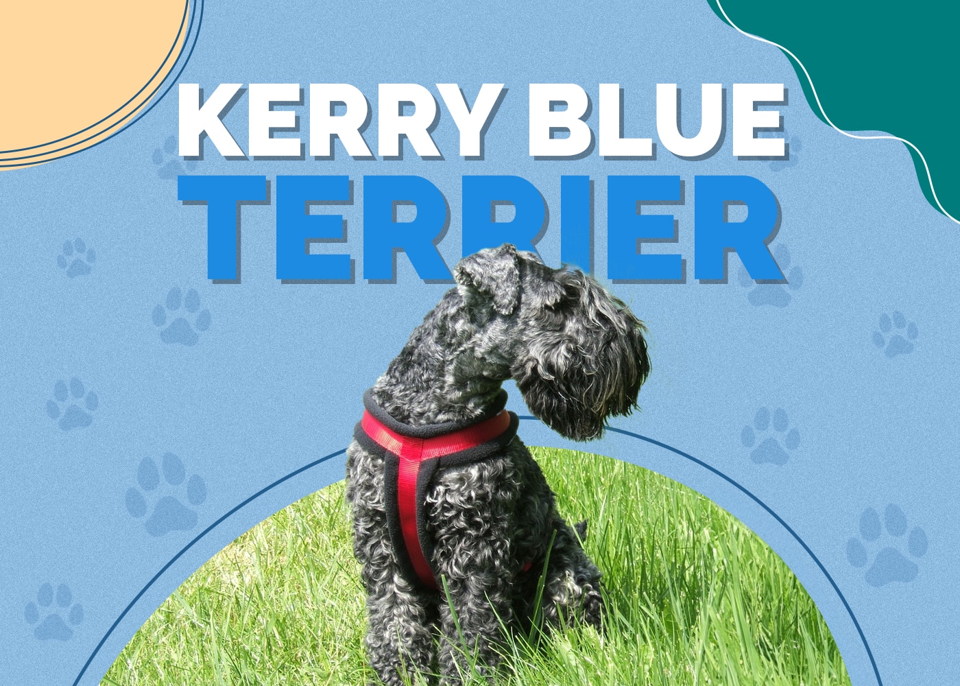 Kerry Blue Terrier Dog