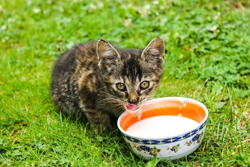 Kitten drinking milk from bowl