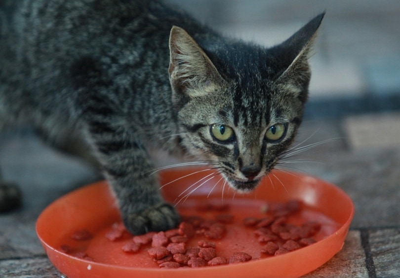 Kitten eating dry kibble