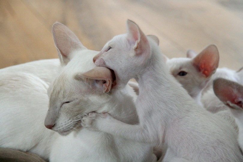Kitten playfully biting mother's ear