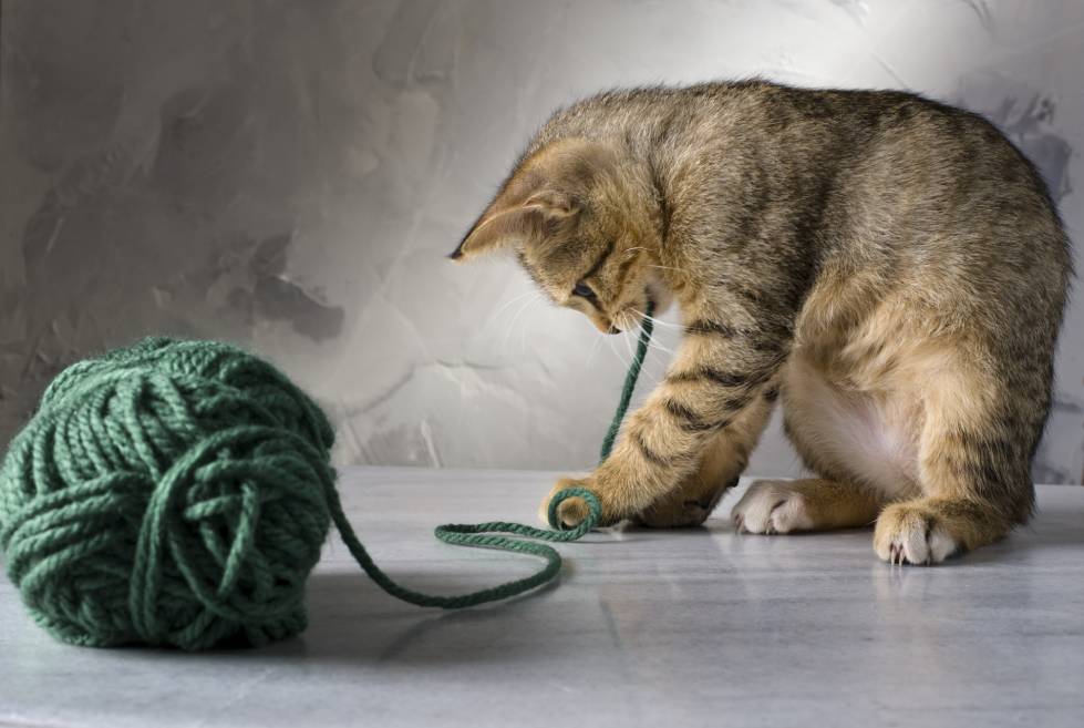 Kitten-playing-with-green-wool-ball